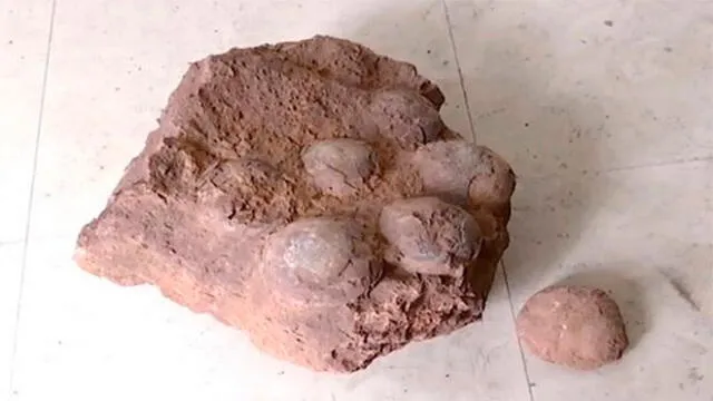 Hallan huevos de dinosaurios de 66 millones de años durante caminata  [VIDEO]