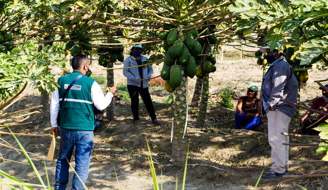 Agricultores se unen para controlar la mosca de la fruta. (Foto: República)