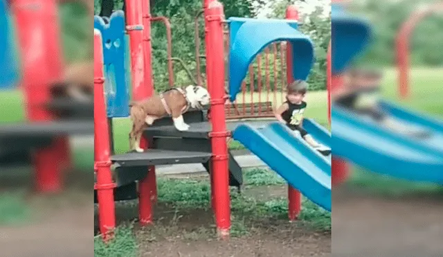 El can siguió al pequeño hasta su juego favorito y trató de llamar su atención con singular maniobra