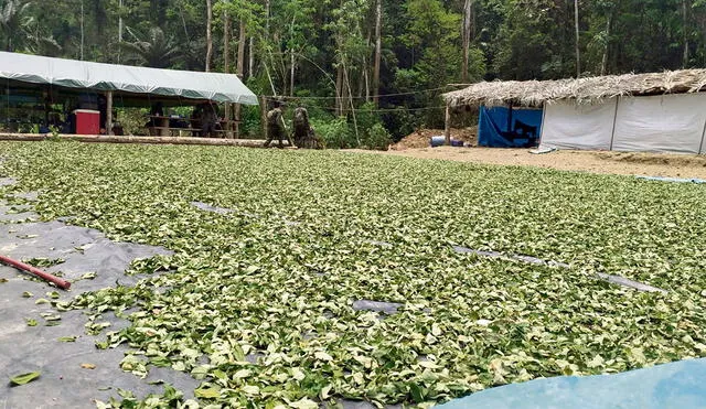 Narcos. En esta reserva natural se encontraron pozas de maceración y cultivos de hojas de coca. La sombra del narcotráfico acecha la Amazonía.