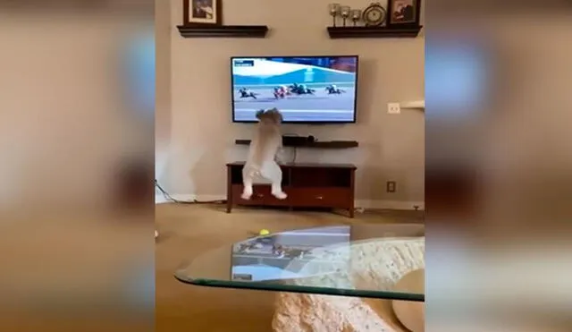 Desliza las imágenes para observar el entusiasmo de un perro cuando vio en la televisión una competencia de equitación. Foto: captura de TikTok