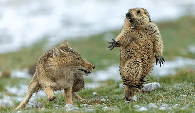Marmota protagoniza la mejor foto de fauna salvaje 2019, pero el desenlace entristece las redes [FOTOS]