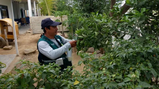 Tumbes: Intervienen 2,200 hectáreas para evitar plaga que destruye cultivos 
