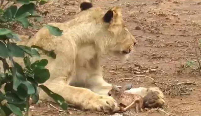 Asombro en YouTube por leona que “adopta” a un antílope bebé abandonado [VIDEO]