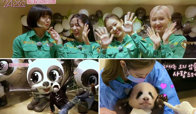 Agencia reemplazará la grabación junto a pandas con otro contenido para el cierre del reality de BLACKPINK. Foto: captura YouTube