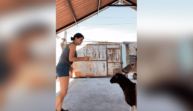 Desliza las imágenes para apreciar los esfuerzos de una joven para obtener una foto perfecta con su oveja.