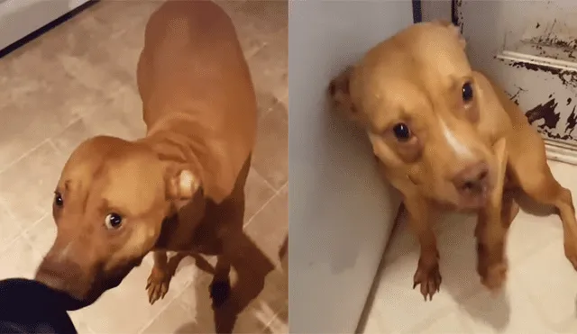 Un video muestra la emotiva reacción de un perro al ser regañado por su dueño.
