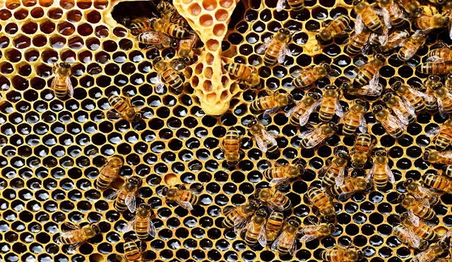 Lo más común es que haya abejas hembras y machos. Foto: Pixabay
