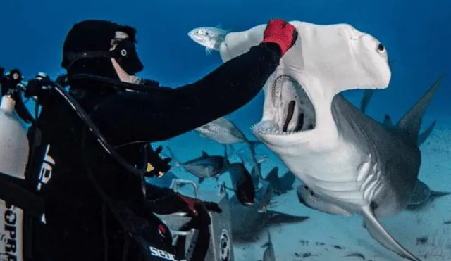 Desliza hacia la izquierda para ver las enormes mandíbulas de un tiburón martillo. Viral de Facebook.