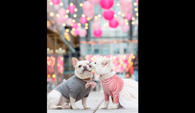 Instagram: pareja de perros se 'casan' y sus fotos causan sensación [FOTOS]