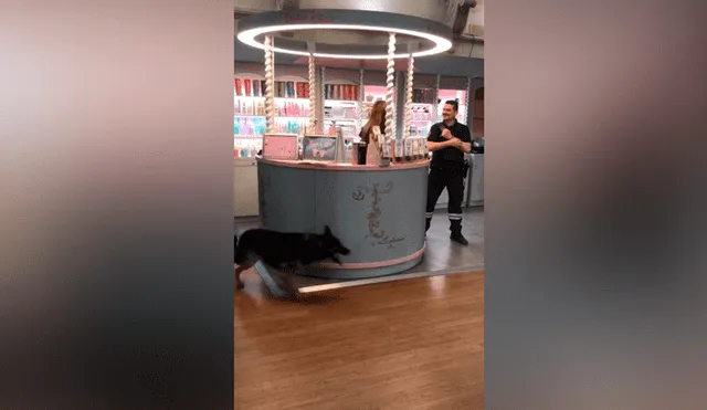 YouTube viral: perro guardián tiene insólita reacción al ver que su ‘compañero’ coquetea con mujer