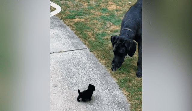 Familia adopta a gato bebé y perro tiene insólita reacción al conocerlo