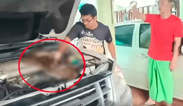 Hombre abre capó de su auto y encuentra letal criatura que habitaba en su interior [VIDEO] 