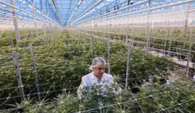 Compañía de cannabis adquiere 100% de acciones por 3.000 millones