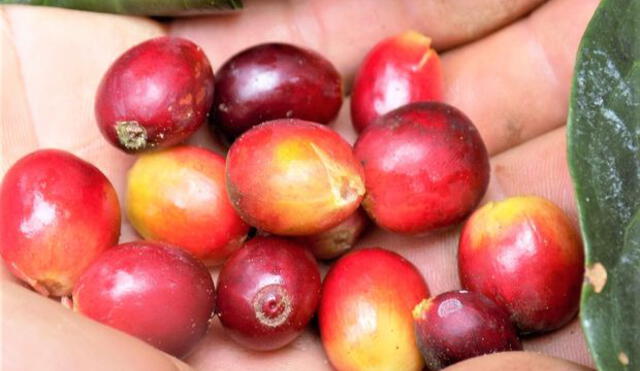 San Martín: cooperativa Bosque del Altomayo avanza en ranking de exportadores de café