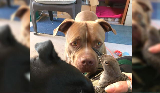 El perro de raza Pitbull estuvo en todo momento mientras el pájaro se curaba. Foto: Captura/Facebook/Elizabeth Houston