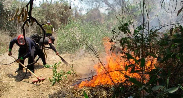 Incendio forestal en Bosque de Pómac afecta a especies de reptiles y frutos