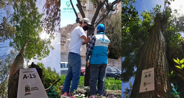 Municipalidad de Cayma realizó inventario de todos los árboles. Foto: Enlazados.