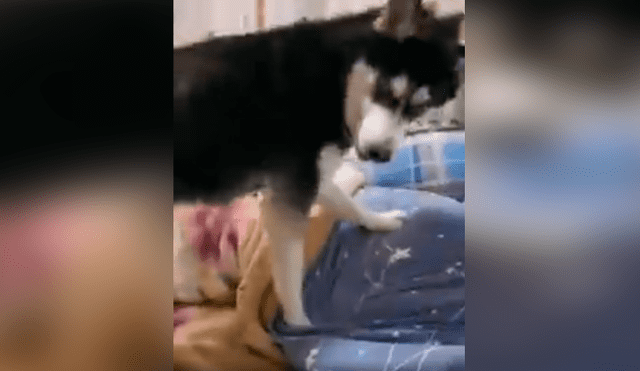 Desliza las imágenes hacia la izquierda para conocer la curiosa acción de un perro para despertar a su dueño. Foto: Captura.