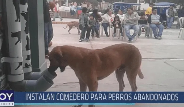 Chiclayo: Comisaría implementa dispensadores para alimentar a perros sin hogar [FOTOS Y VIDEO]