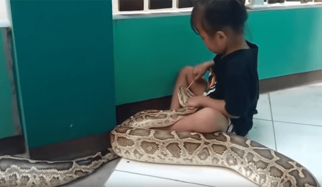 YouTube viral: niña de 4 años cepilla los colmillos de enorme serpiente y no despierta su instinto salvaje [VIDEO] 