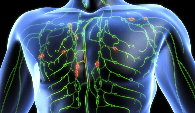 Sistema linfático, zona superior del cuerpo humano. Foto: