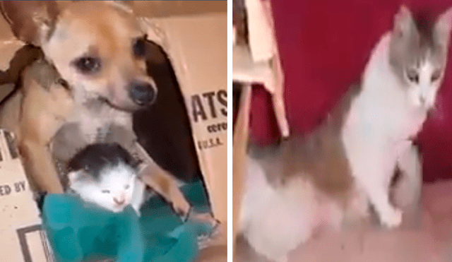 En Facebook, un perro se conmovió de unos indefensos gatos que fueron abandonaos por su madre y lo llevó hasta su casa.