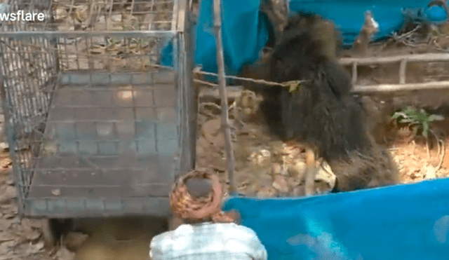 YouTube viral: oyen extraños ruidos en un pozo y logran rescatar a un furioso oso [VIDEO]
