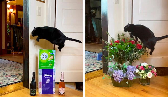 Desliza las imágenes para conocer las habilidades de un gato al brindar por un espacio de su vivienda. Foto: Instagram