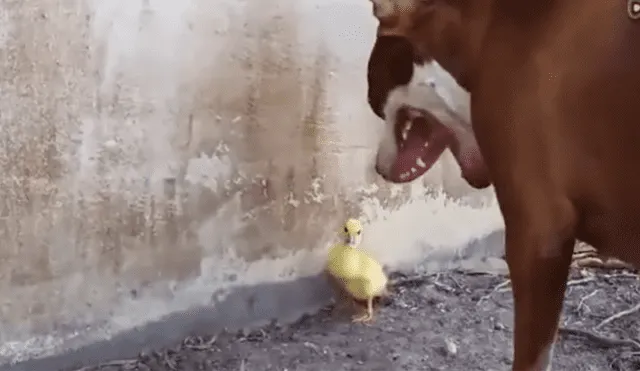 A través de YouTube se hizo viral el momento en que perro conoce a un pato bebé.