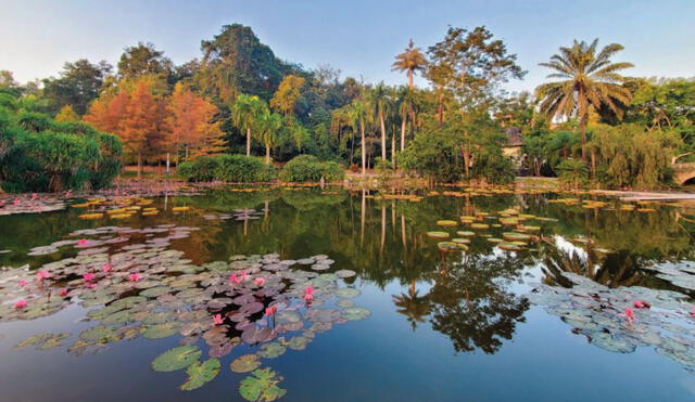 Foto: BGCI/Xishuangbanna Tropical Botanical Garden, Chinese Academy of Science