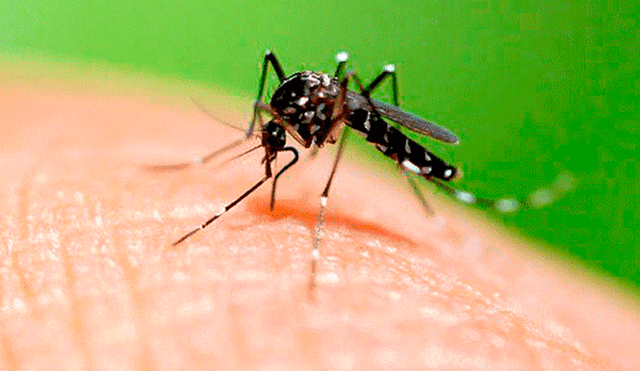 Distrito en Cusco es declarado en alerta roja por casos de dengue