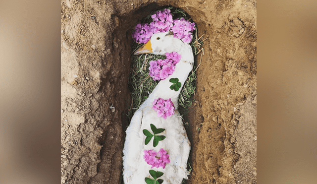 A través de Facebook se hizo viral la historia de un joven, quien le hizo un funeral a su ganso.