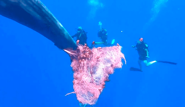 El operativo de rescate se vio demorado por el comportamiento nervioso del animal marino. Foto: Guardia Costera de Italia
