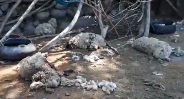Extraño ataque a ovejas a las que dejaron sin corazón en Arequipa [VIDEOS]