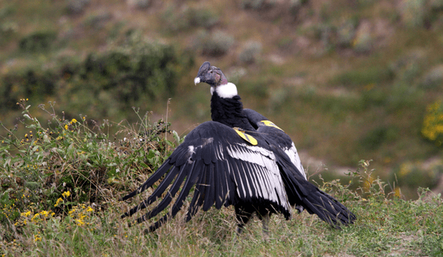 20 Animales en peligro de extinción y extintos en Perú 2019 [FOTOS]