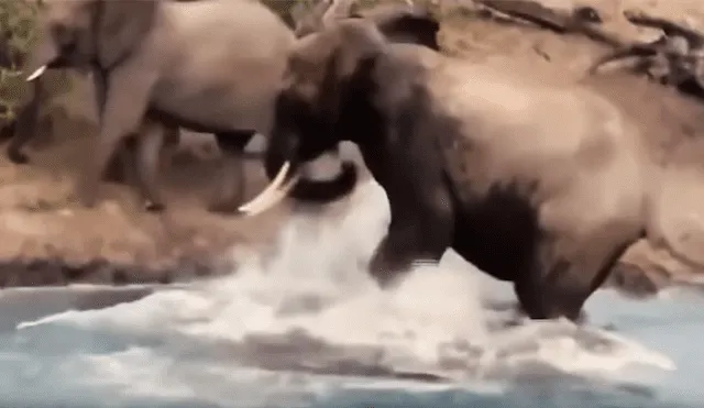 Elefante se distrae tomando agua en río y feroz cocodrilo emerge del agua para devorarlo [VIDEO]