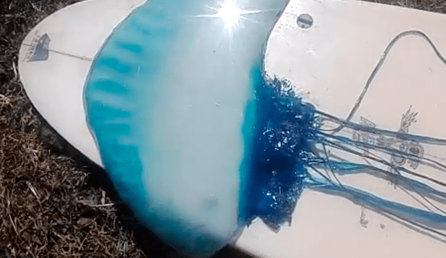 Facebook viral: peligrosa 'medusa' se apodera de tabla de surf y deportista queda aterrado [VIDEO]