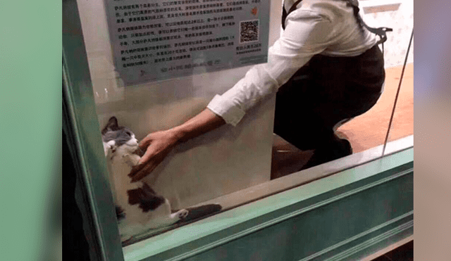 Facebook: Gato se vuelve viral por quedarse atrapado en vitrina de un local [FOTOS]