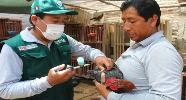 Senasa realizó campaña de vacunación de aves en Arequipa.