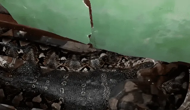 Gigantesca pitón regurgita a dragón de komodo y reptil sale ileso del letal ataque [VIDEO] 