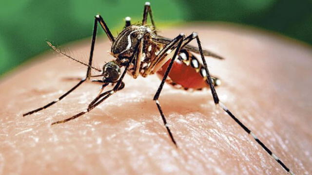 El síndrome de Guillain-Barré y su estrecha relación con el zika