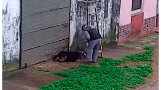 Argentina: hombre utiliza trampa para capturar y torturar a un gato [VIDEO] 
