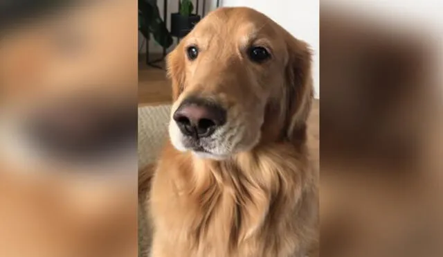 Enternece en YouTube el perro que contradice a su dueña |VIDEO
