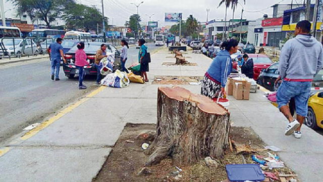 Indignación genera tala de árboles en la Av. Sánchez Cerro para ampliar vía