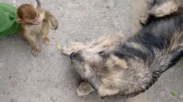 YouTube: mira el enfrentamiento entre un perro y un mono bebé que sorprende las redes