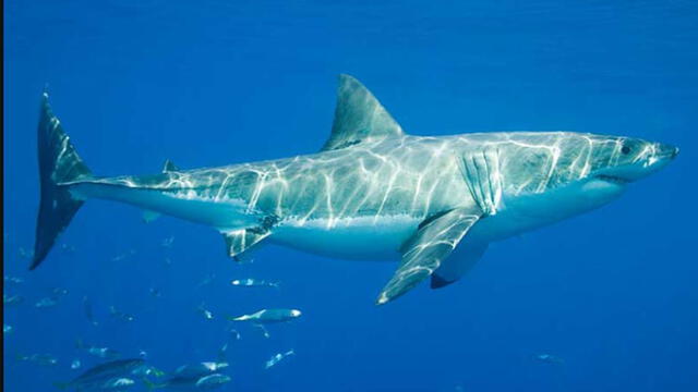 Un tiburón blanco hembra puede medir hasta 5 metros. Foto: referencial