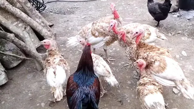 YouTube Viral: gallo ataca a un indefenso pato hasta que unos pavos lo defendieron 
