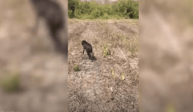 Desliza hacia la izquierda para ver más del video viral. Fotocaptura: YouTube