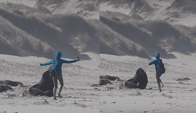 Facebook: turista intenta bailar con temible lobo marino y este hace lo impensado para ahuyentarla [VIDEO] 